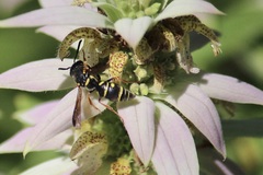 Parancistrocerus vagus