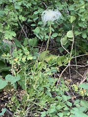 Clematis hirsutissima