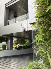 Trichonephila inaurata