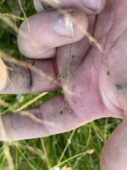 Rhynchospora rariflora