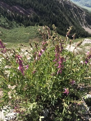 Hedysarum occidentale