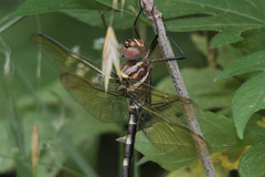 Macromia