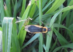 Chauliognathus distinguendus