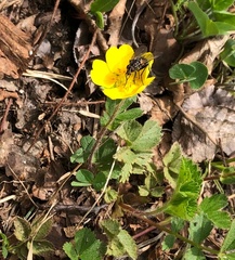 Potentilla stolonifera
