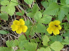 Potentilla stolonifera