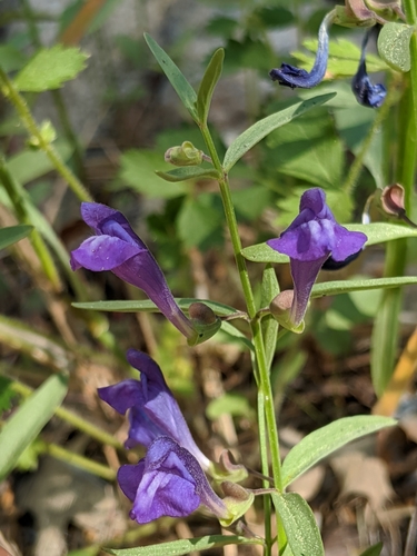Image of Grayleaf Skullcap (Scutellaria siphocampyloides) by no rights reserved