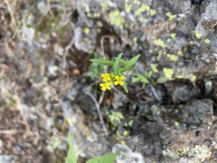 Erysimum inconspicuum
