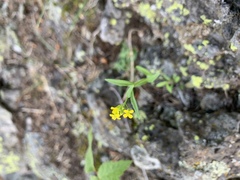 Erysimum inconspicuum