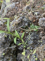 Erysimum inconspicuum