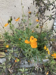Tagetes lunulata