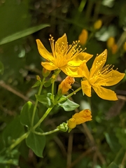 Hypericum scouleri