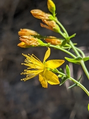 Hypericum scouleri