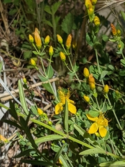 Hypericum scouleri