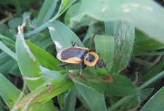 Chauliognathus distinguendus
