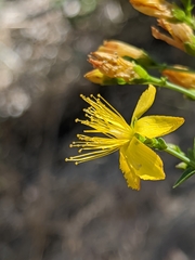 Hypericum scouleri