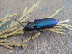 Semanotus amethystinus