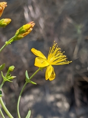 Hypericum scouleri