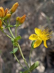 Hypericum scouleri