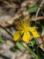Hypericum scouleri
