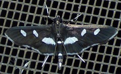 Desmia maculalis