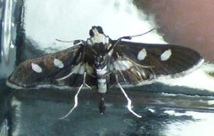 Desmia maculalis