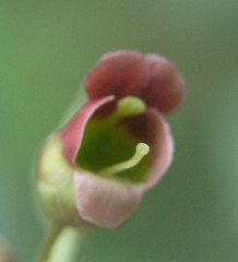 Scrophularia parviflora