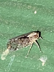 Melanoliarus placitus