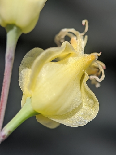 Image of Streptanthus bernardinus by no rights reserved
