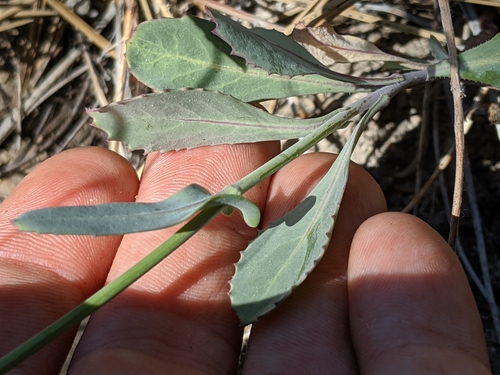 Image of Streptanthus bernardinus by no rights reserved