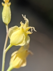 Streptanthus bernardinus