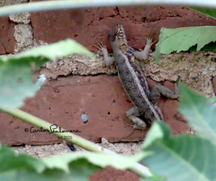 Sceloporus albiventris