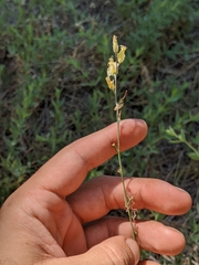 Streptanthus bernardinus