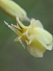 Streptanthus bernardinus