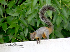 Sciurus aureogaster