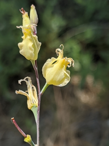 Image of Streptanthus bernardinus by no rights reserved