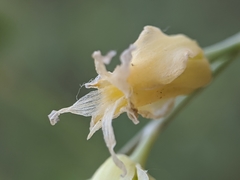 Streptanthus bernardinus