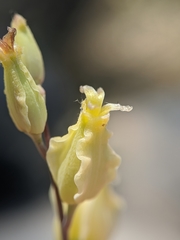 Streptanthus bernardinus