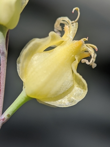 Image of Streptanthus bernardinus by no rights reserved