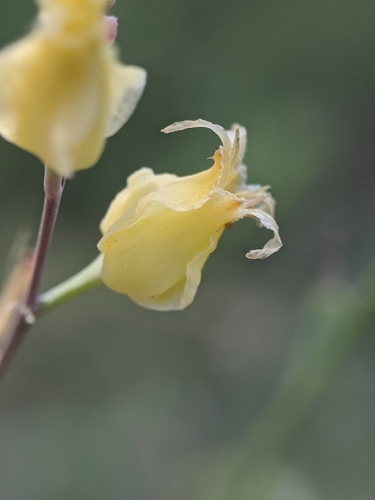 Image of Streptanthus bernardinus by no rights reserved