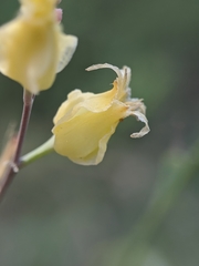 Streptanthus bernardinus