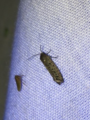 Yponomeuta multipunctella