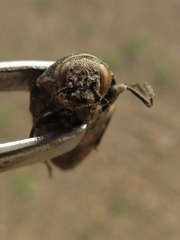 Buprestis consularis