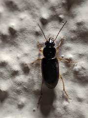 Stenolophus ochropezus