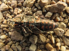 Buprestis consularis