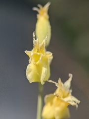 Streptanthus bernardinus