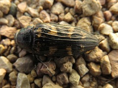 Buprestis consularis