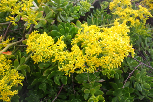 Sedum praealtum