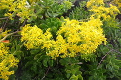 Sedum praealtum