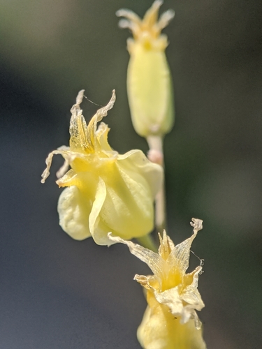 Image of Streptanthus bernardinus by no rights reserved