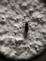 Stenolophus ochropezus